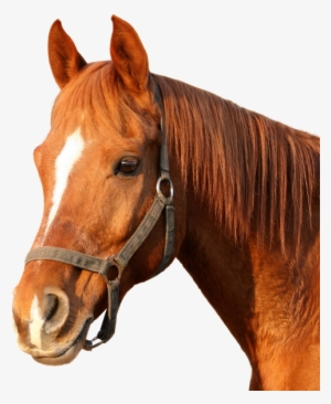 Download Horse Png Image - Horse Png Images Hd