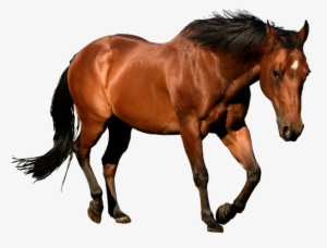 Horse Png Picture - Illustrator Horse