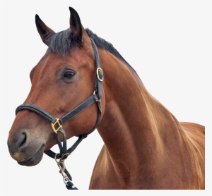 Horse Png