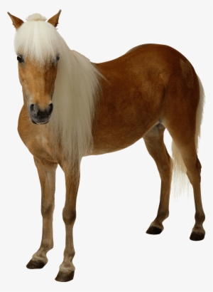 Horse - Pony With No Background