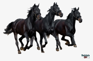 Horse Png Download Image - Png Horse Images Black