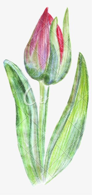Hand Drawing Of Colored Pencils Watercolor Tulip - Colored Pencil