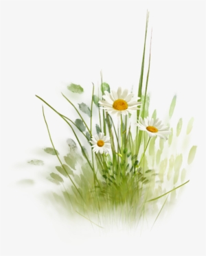 Фотки Daisy Daisy, Daisy Love, Daisy Hill, Drawing - Grass Wallpaper Water Color