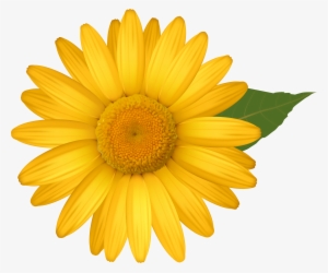 Daisy Png