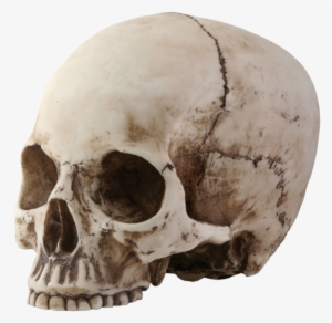 Skeleton, Skull Png Image - Skull With No Jaw