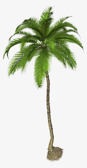 Coconut Tree Png Photo - Palm Tree Png Hd
