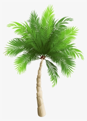 Palm Tree Png Transparent