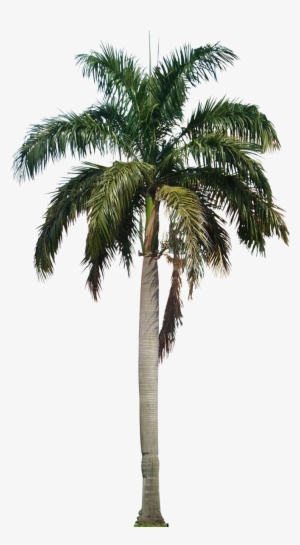 Tropic Trees, Palm Tree Png, Palm Trees, Tropical Gardens, - Palm Tree Png