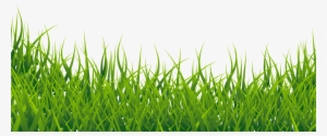 Grass Image Hd Png