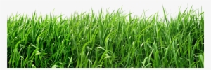 Transparent Background Grass Png