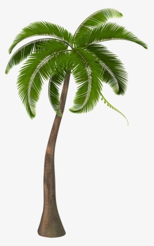 Transparent Background Coconut Tree Png