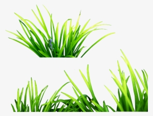 Grass Png Image, Green Grass Png Picture - Png Download For Picsart