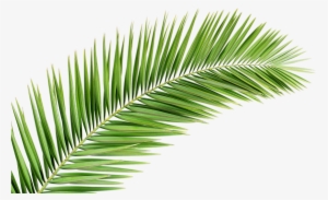 Palm Tree Leaf Png