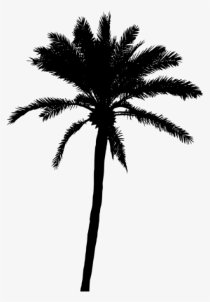 Palm Tree Png - Palm Tree Silhouette Png