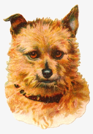 Dog Australian Terrier Vintage Animal Portrait Clip - Dog Vintage Png