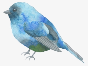 Blue Feather Bird Watercolor Transparent Decorative