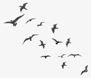 Birds Png Transparent Library - Bird Flying Silhouette Png