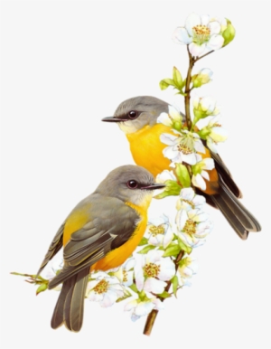 Pin By Pl Yu On Birds In 2018 - Oggend Gebed Vir Vriende