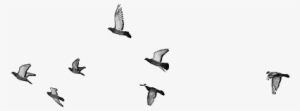 Image Gallery For - Birds On Sky Png