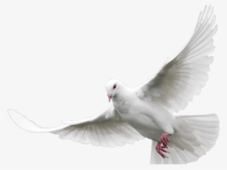 Dove Png Cliparts - Dove Png