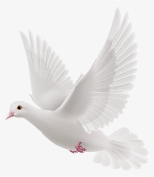 White Dove Png Clipart - Pigeon Communication