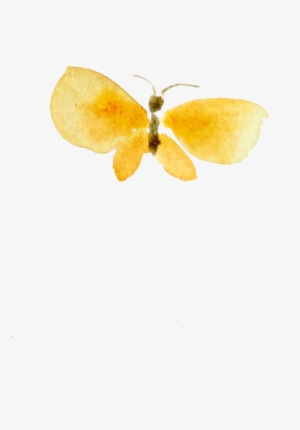 Watercolor Butterflies - Gonepteryx Rhamni