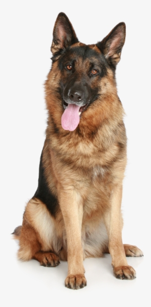 Best Free Dog