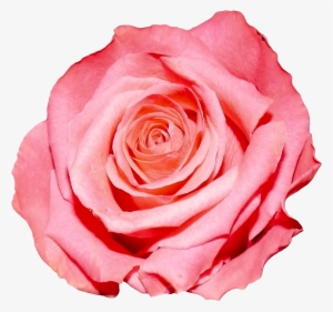 Pink Rose Png