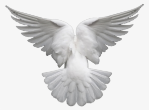 Dove - White Dove Png Transparent