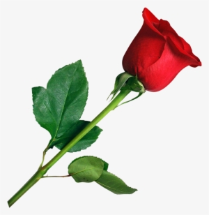Rose Png For Editing