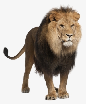 Lions Png