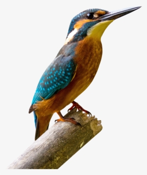 Kingfisher Bird Png Image - Aves De La Sabana De Bogota