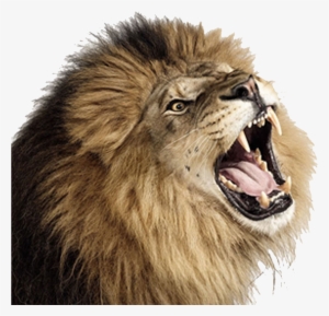 Lion Png - Lion Roaring Transparent Background