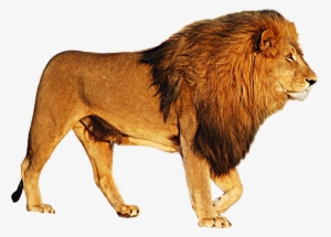 Lion Png Image - Lion Transparent Png