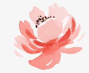 Pink Flower Watercolor Hand Painted Transparent - Watercolor Painting