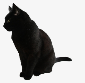 Black Cat By Camelfobia - Black Cat