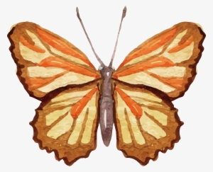 Ai Vector Watercolour Butterfly