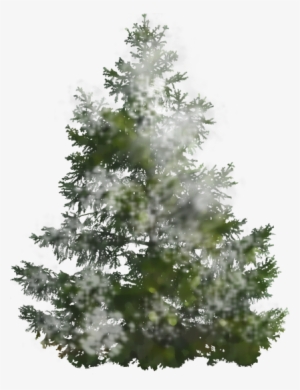 Pine Tree 600 Sponge Snow - Fir Tree Png Download