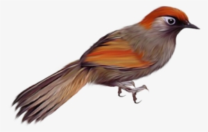 birds png image - gaviao png