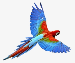Macaw-flying - Parrot Transparent