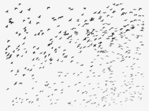 This Free Icons Png Design Of Very Large Flock Of Flying