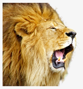 Download Lion Roar Png Image - Roaring Lion Images Hd