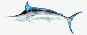 Watercolor Fish - Swordfish Png