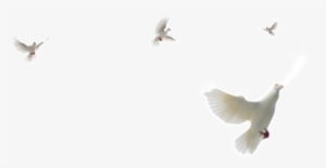 This Product Design Is White Dove Png Element About - Dove In The Sky