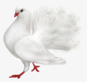 White Romantic Dove Png Clipart - Fantail Pigeon Png