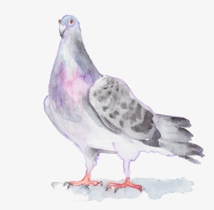 Pigeon Drawing Watercolor