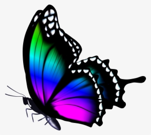 Butterfly - Butterfly Png Hd Colors