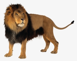 Male Lion Png - Lion No Background