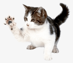 Animals - Cats - Kitten Png