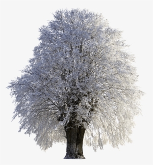 Download - Tree With Snow Png